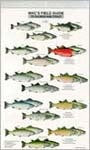 Mac's Field Guide to North America/Salmon and Trout